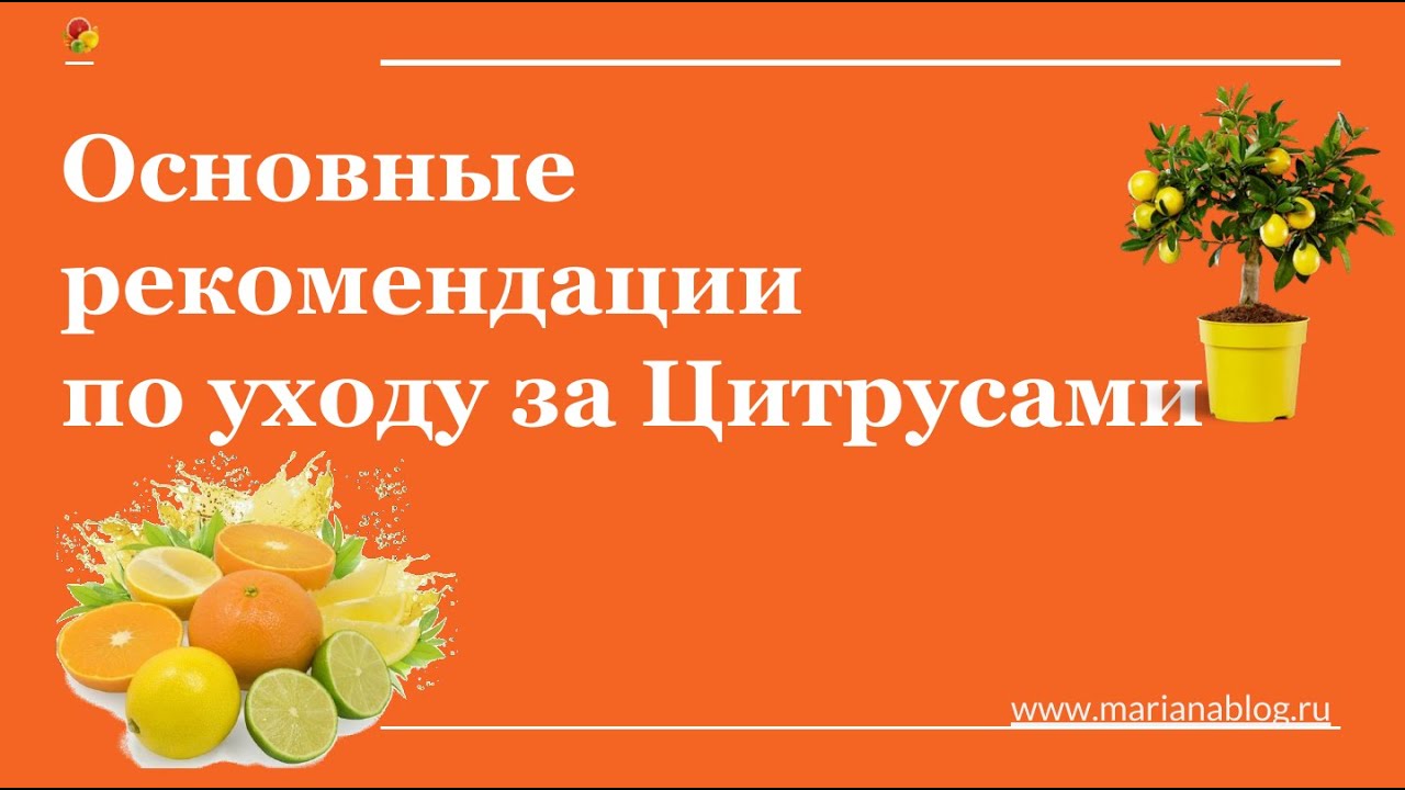 Основные рекомендации по уходу за Цитрусовыми/ Цитрусовый Рай МариАны