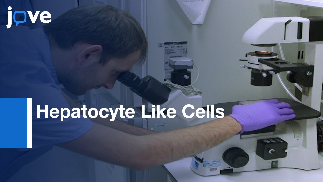 Hepatocyte Like Cells Production from Pluripotent Stem Cells | Protocol Preview