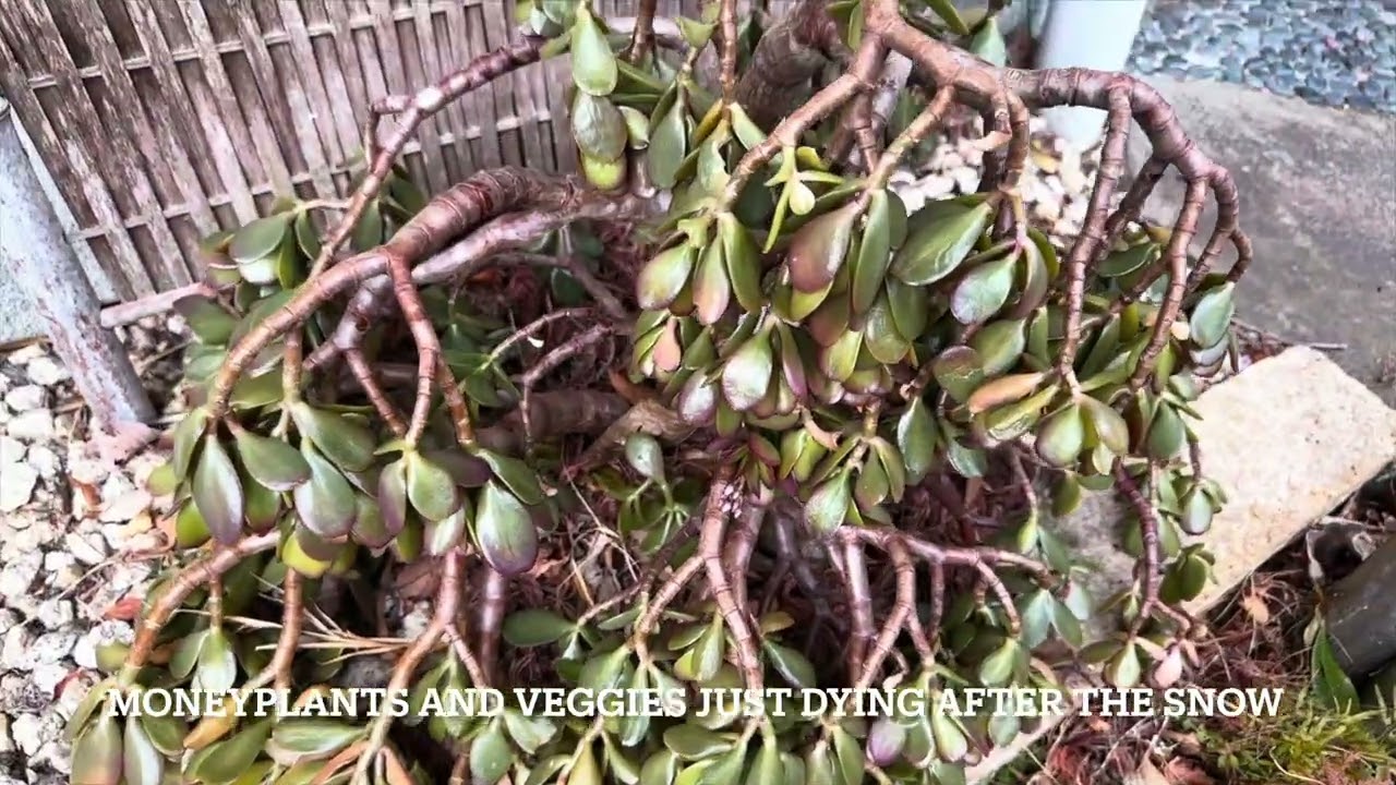 Daily life / Ekkk nanguluntoy ang money plants after  snow falls 