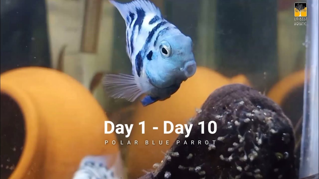 Breeding Ikan Hias Polar Blue Parrot Cichild Menetas Dan Beranak Day 1 To Day 10