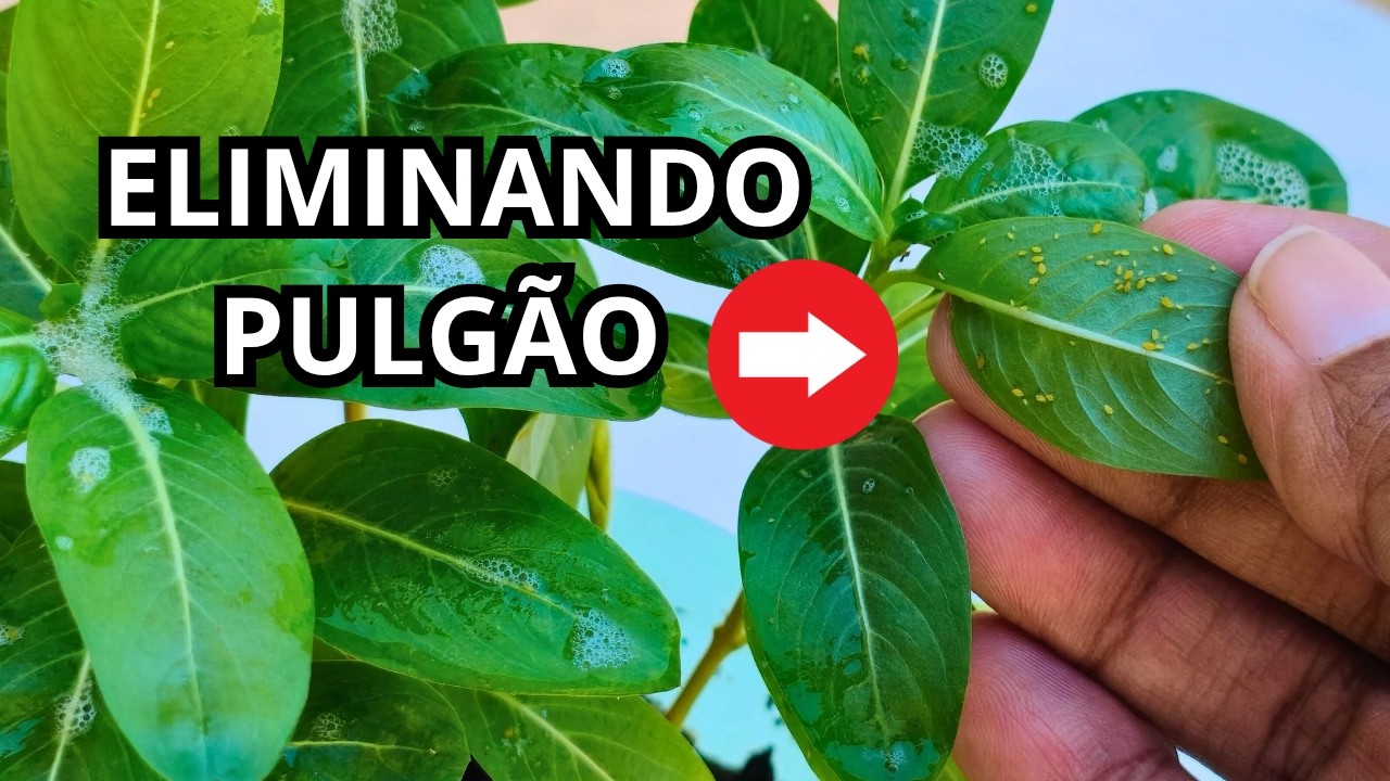 I👉 Como Eliminar Pulgão da Vinca Catharanthus roseus de Forma Fácil l!