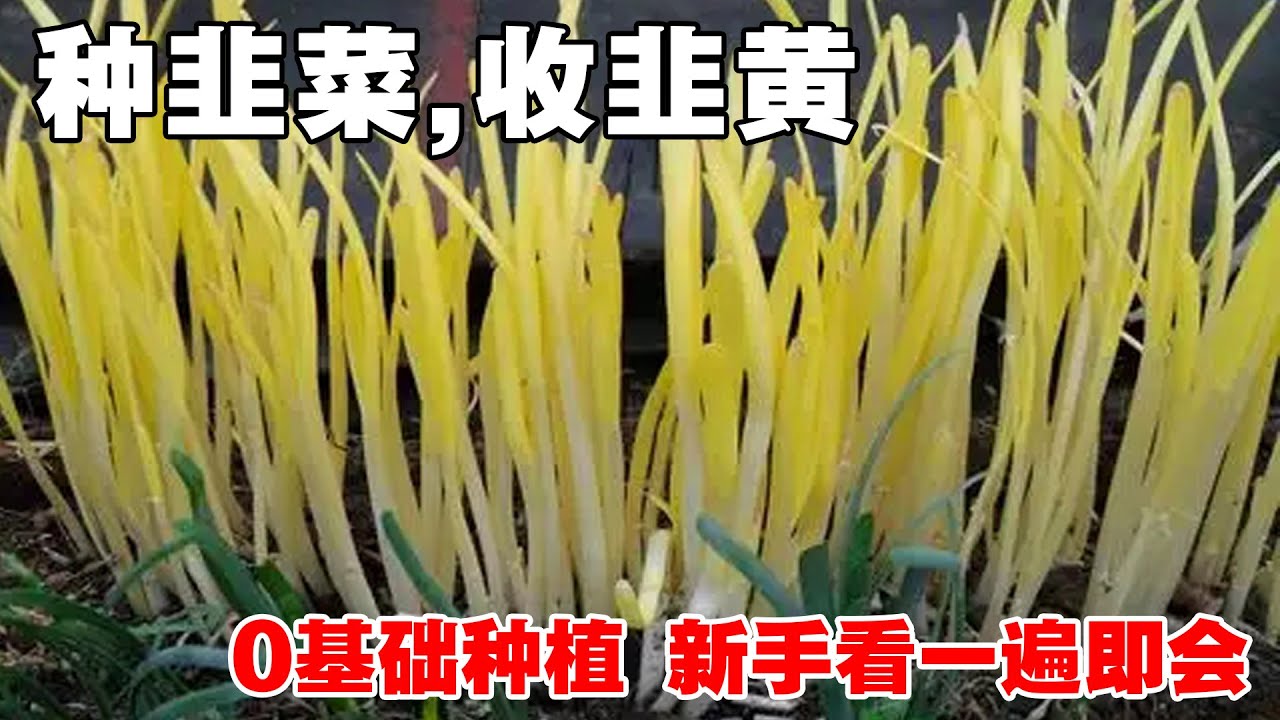 【种韭菜得韭黄！】|hotbed chives|种植简单，要求低，室内都可以种植|超级懒人菜