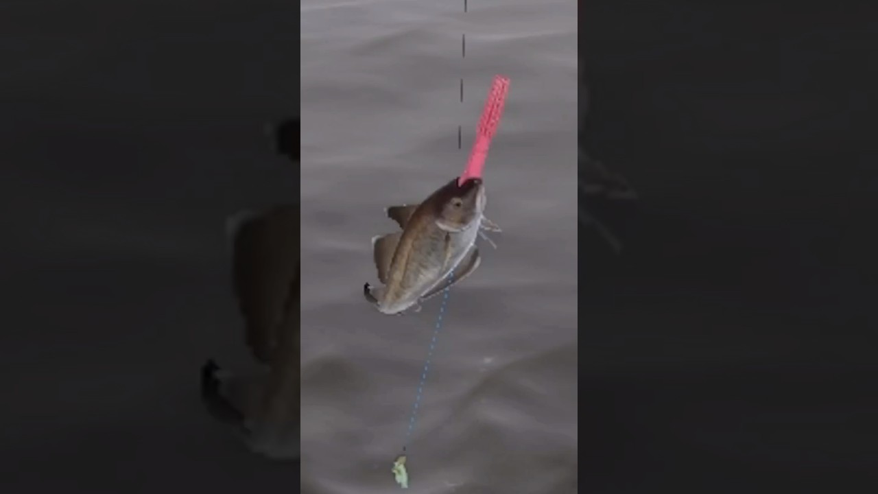 ЭТОТ МЕРЛАНГ СНЯЛ МОРСКОЕ ПРОКЛЯТИЕ! #shorts #рыбалка #рр4 #рр4трофей