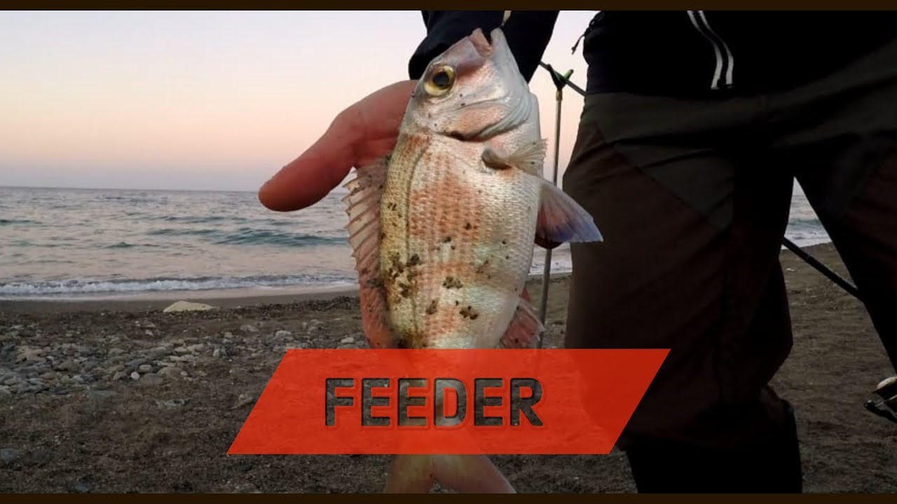 feeder in mare - feeder fishing ai pagri  porgy fishing - clipangler