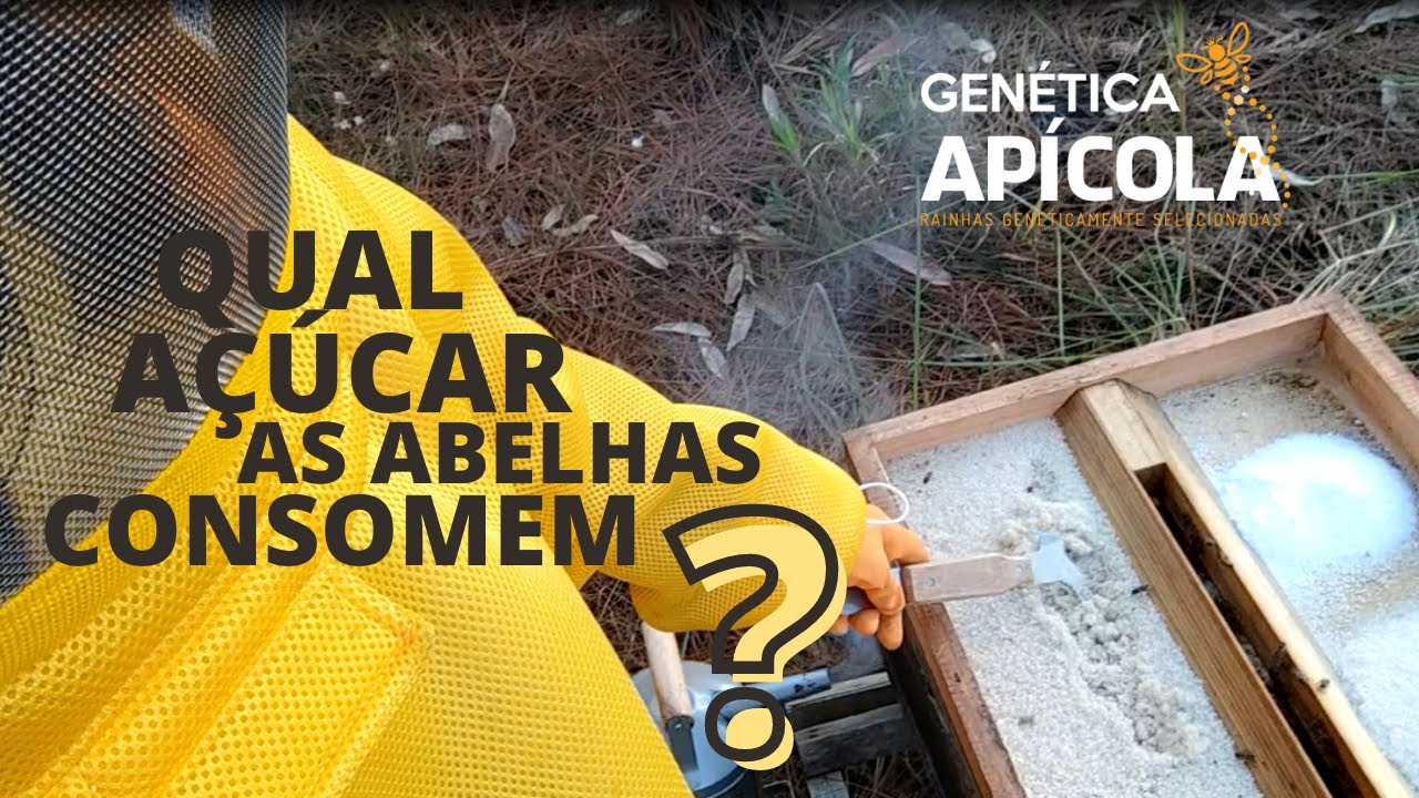 QUAL AÇÚCAR AS ABELHAS CONSOMEM ? açúcar, vhp, cristal OU REFINADO CONFIRA NOSSO manejo de inverno