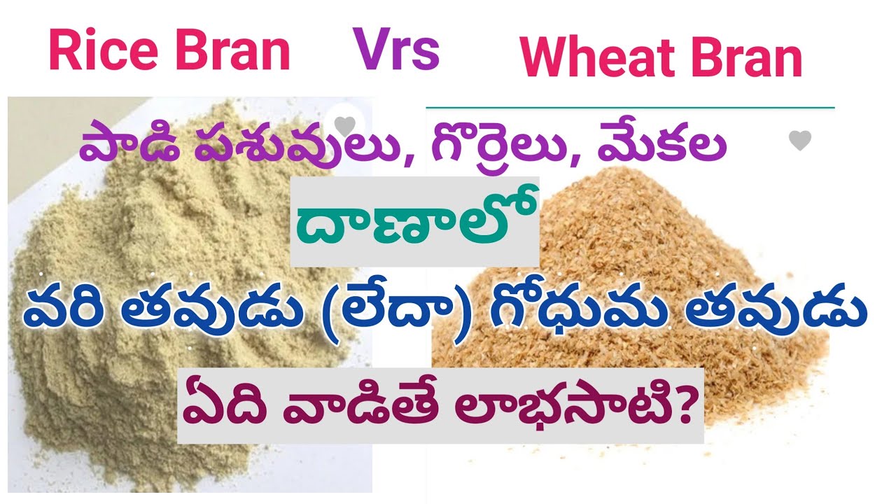 Rice Bran or Wheat Bran, which is the best | Buffalo Dairy Farming | Goat Farming Business Telugu