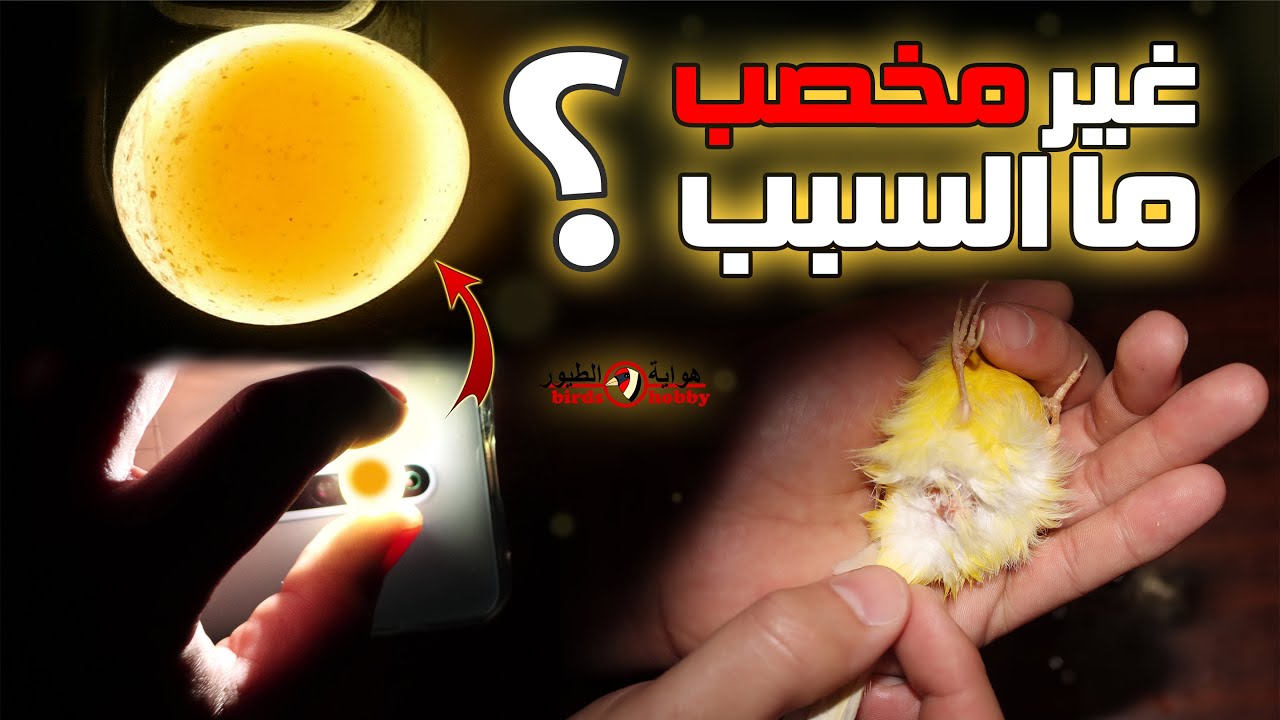أسباب تمنع تخصيب و تلقيح بيض طيور الكناري و جميع أنواع طيور الزينة 4k
