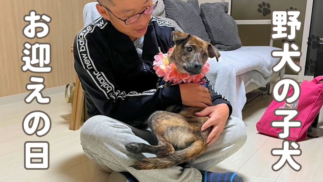 保護犬を迎えた日。野犬の子カノアと夫婦の新たな暮らしが始まる【保護犬】【野犬の子】