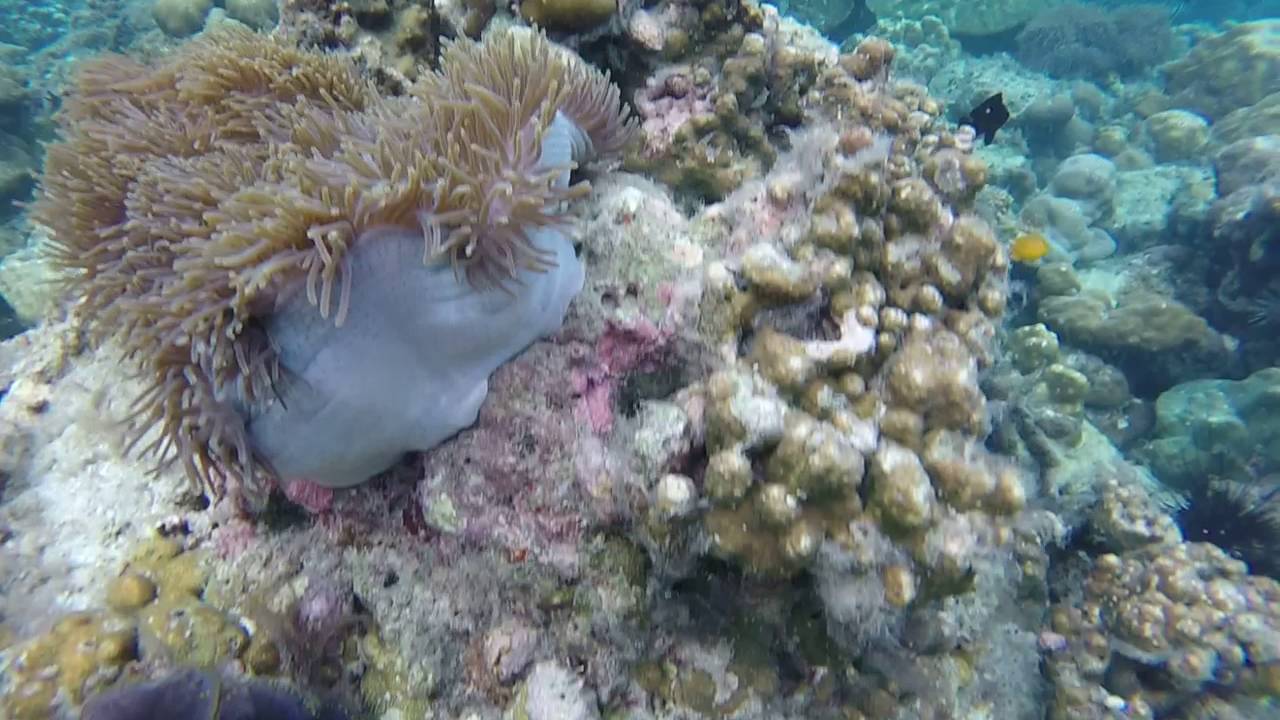 Snorkling - Arquipelogo de Koh Phi Phi