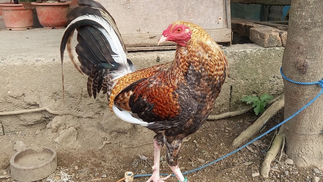 #chicken #hen #rooster #manok #jlcbackyard #youtubeshorts #shorts #breeder #backyardpoultryfarming 