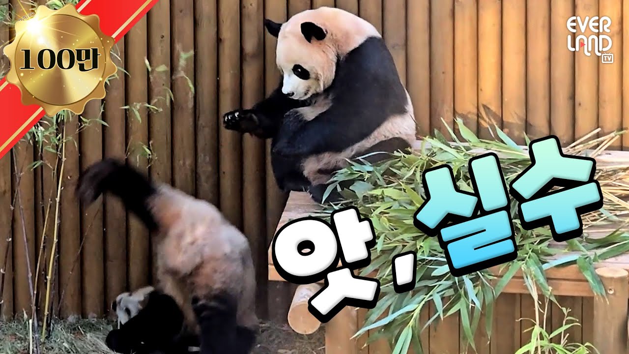 후이 굴러가유우우우~~~~...🪨｜#판다와쏭 #234