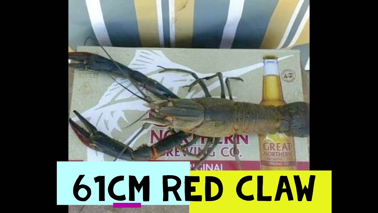 BIGGEST REDCLAW YABBIES LOCATIONS IN QUEENSLAND 3 BIG RED CLAW IN THE WORLD YABBIES AUSTRALIA