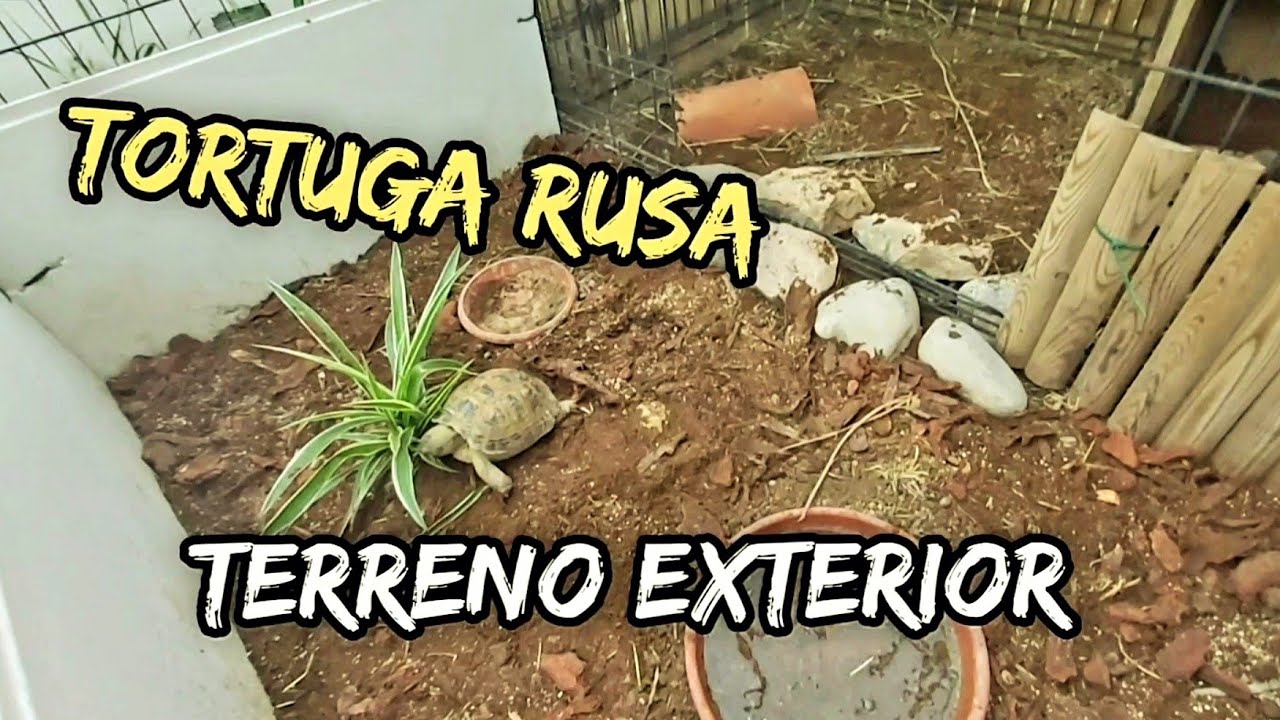tortuga rusa cuidados alimentación alojamiento terrerario exterior