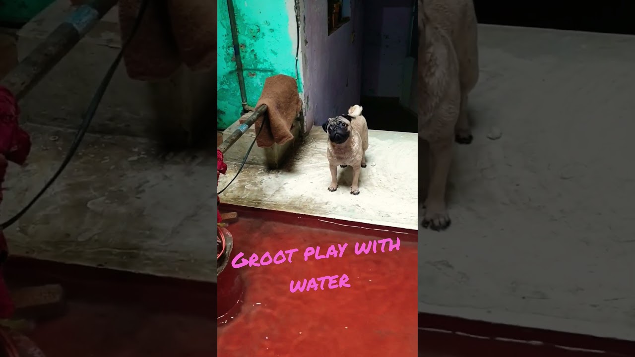 groot play with water #groot #pug #like
