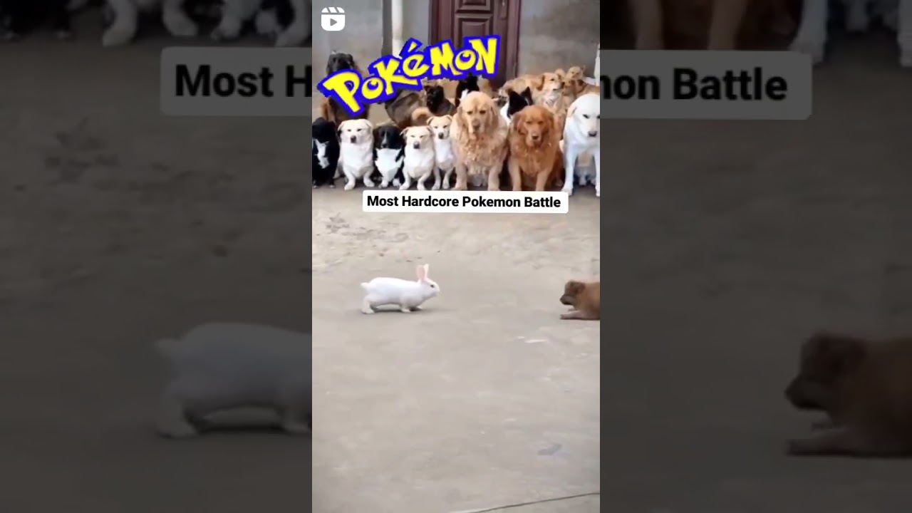 Most hardcore Pokémon battle