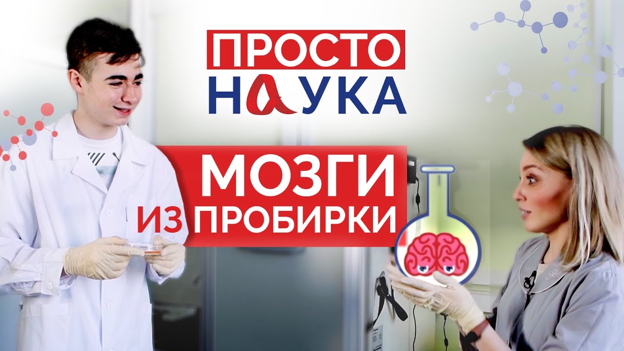 Мозги из пробирки. Как и зачем ученые выращивают мини-мозги