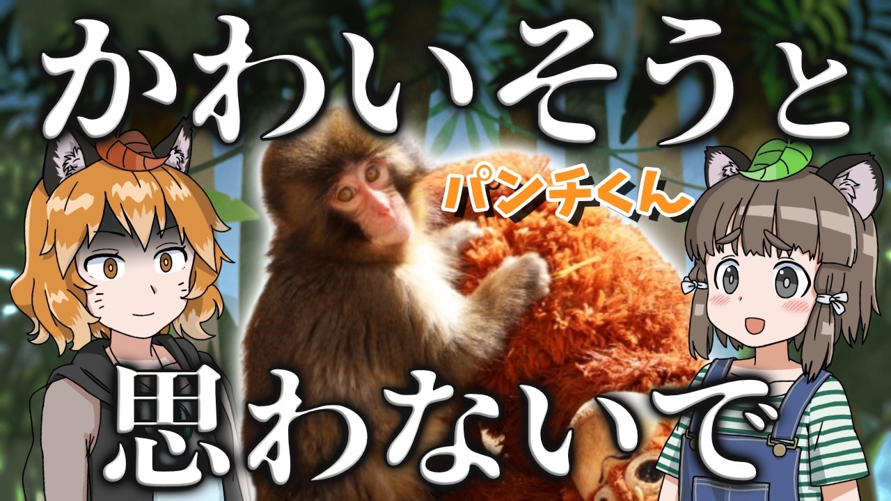 【疑問】サルのパンチくんがなぜ海外で注目されているのか？