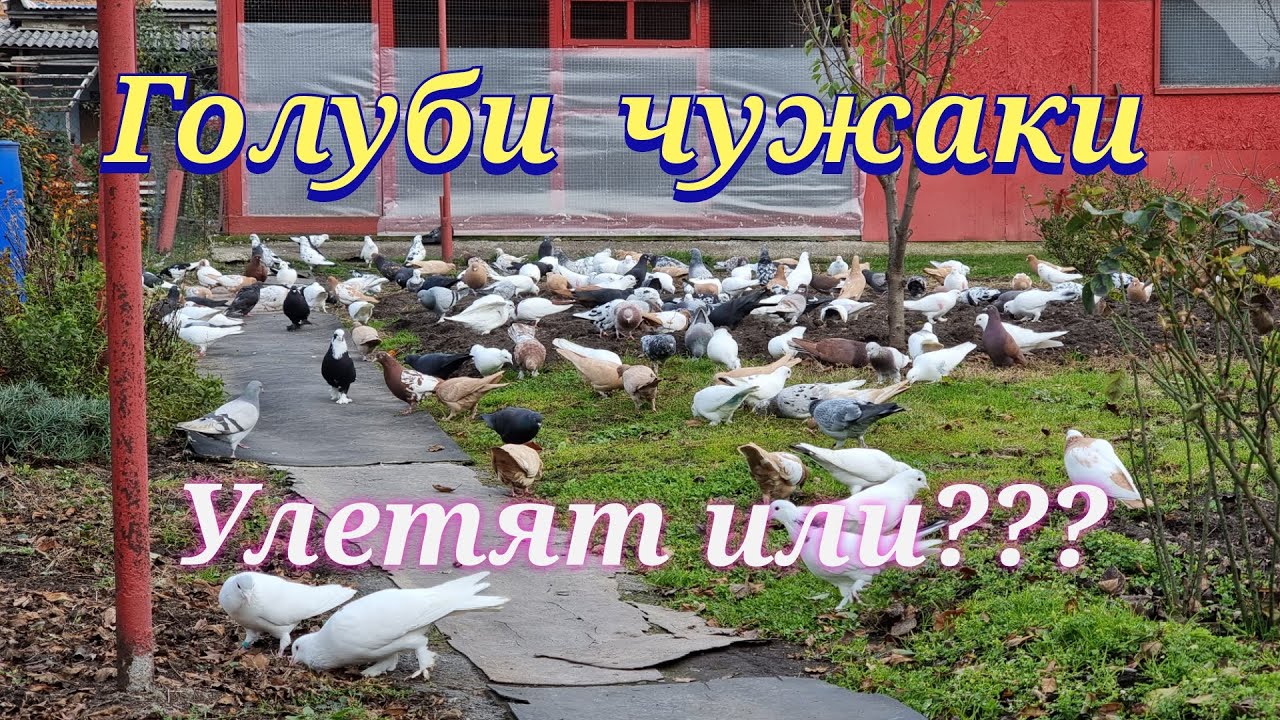 Подбросили чужих голубей Threw up other people's pigeons