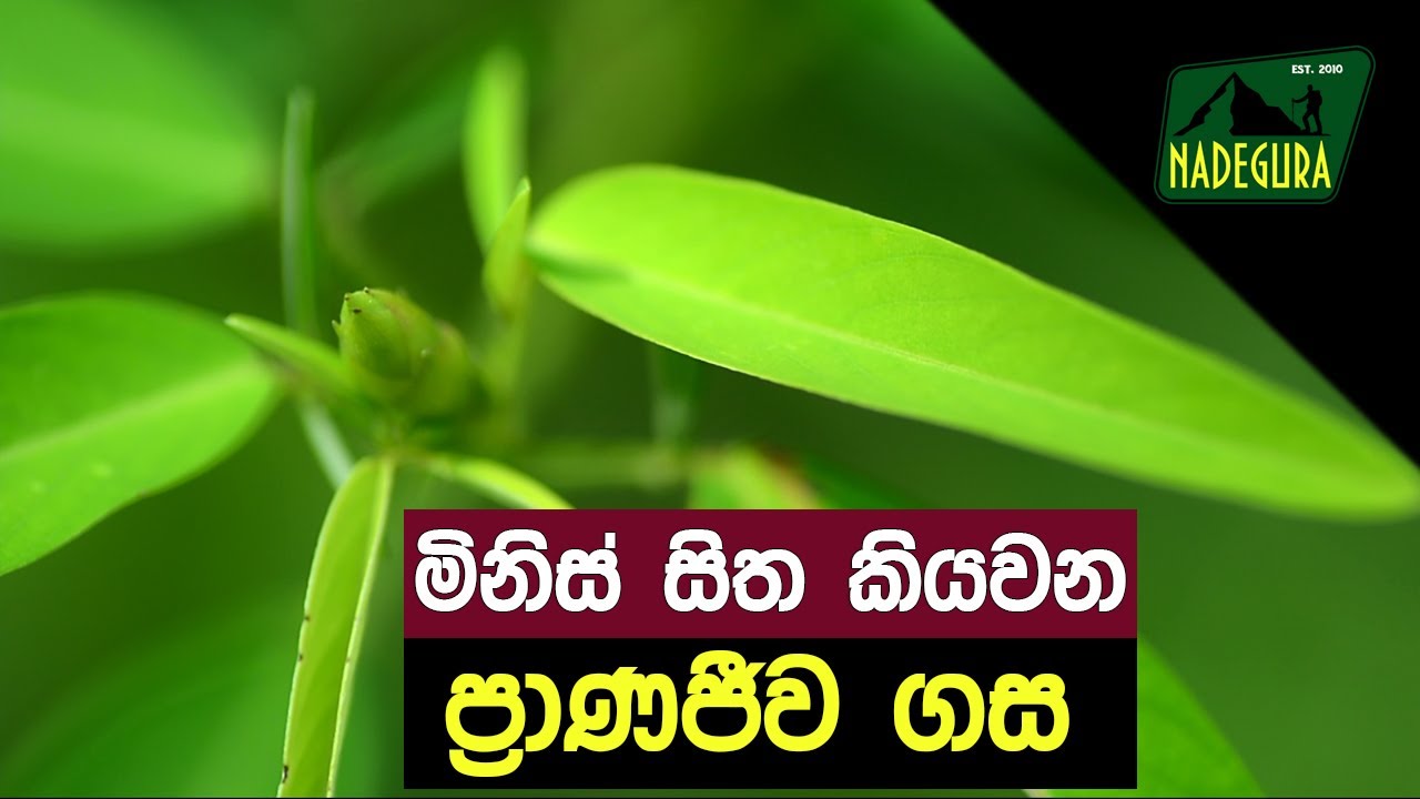 ප්‍රාණජීව | ප්‍රාණ ජීව  | Dancing plant | Telegraph Plant | Codariocalyx motorius | Pranajeewa Tree