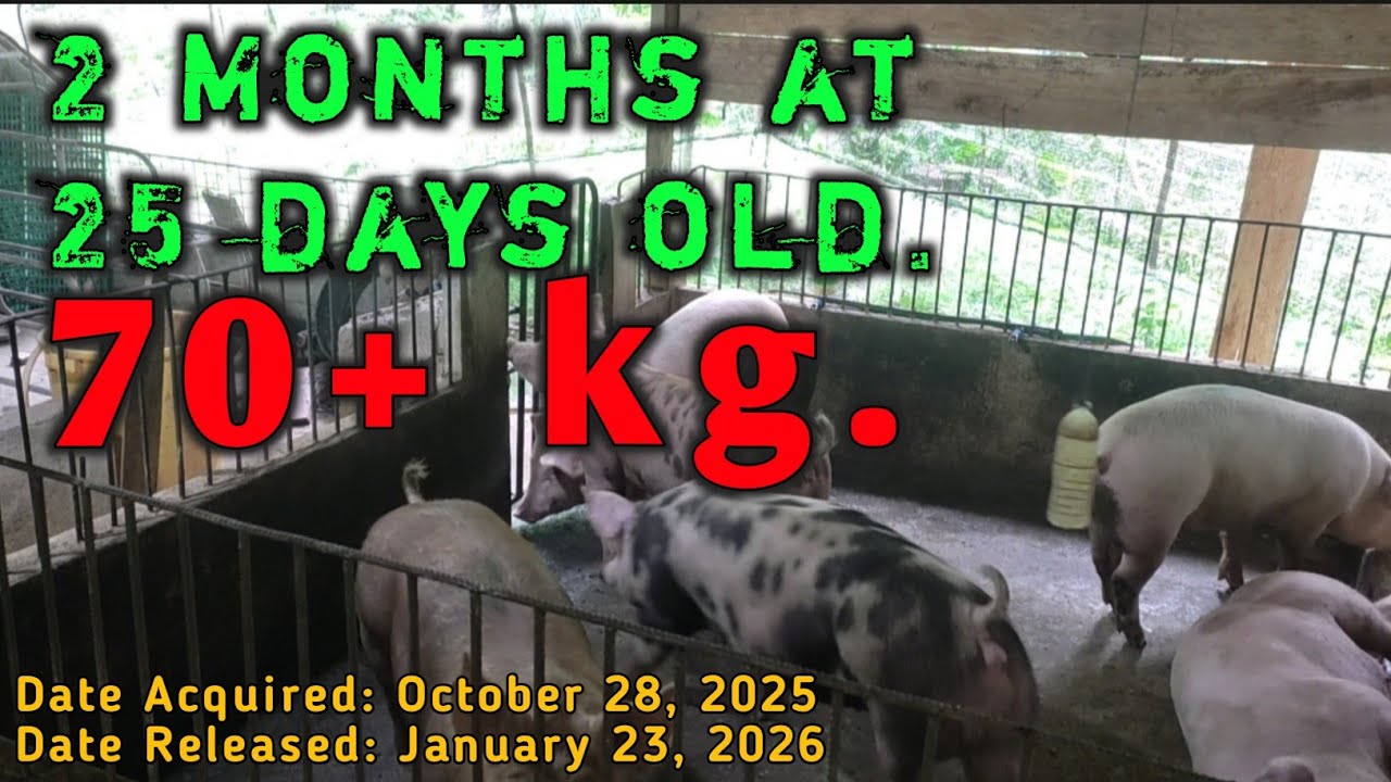 ILANG KILOS BA ANG EDAD NA 2 MONTHS AT 25 DAYS NA BABOY??