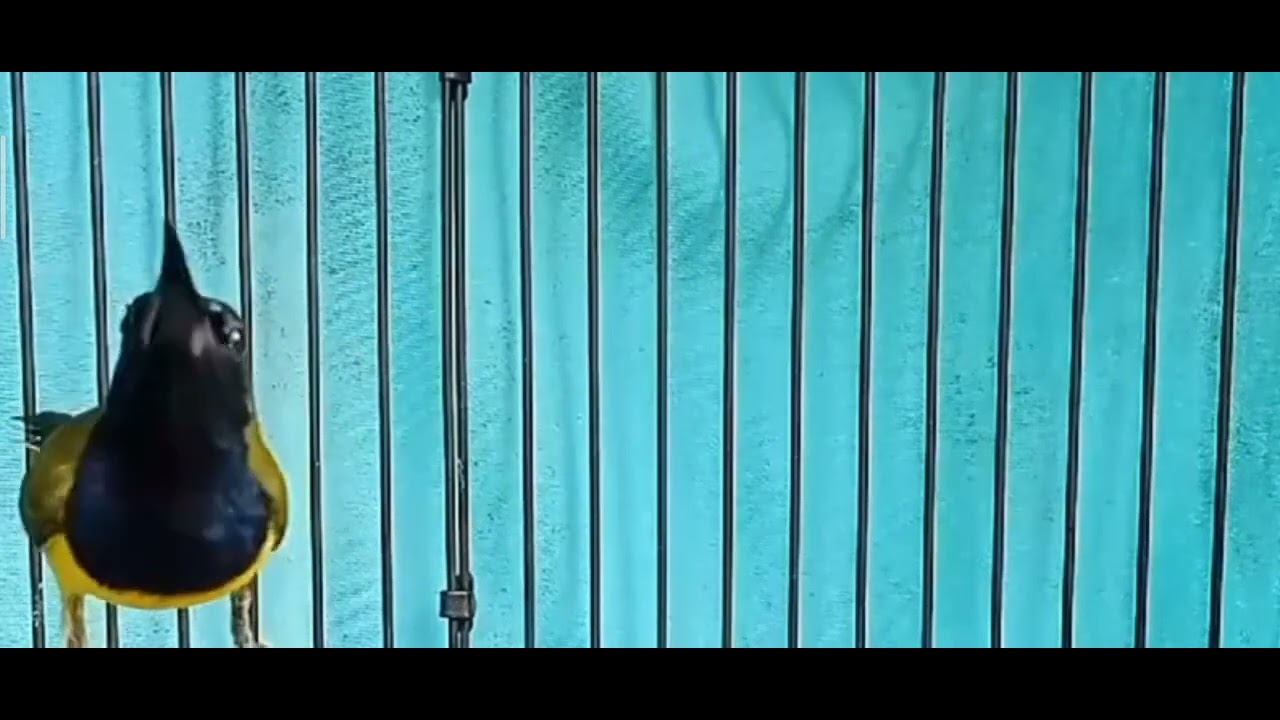 burung sogon suaranya bikin candu