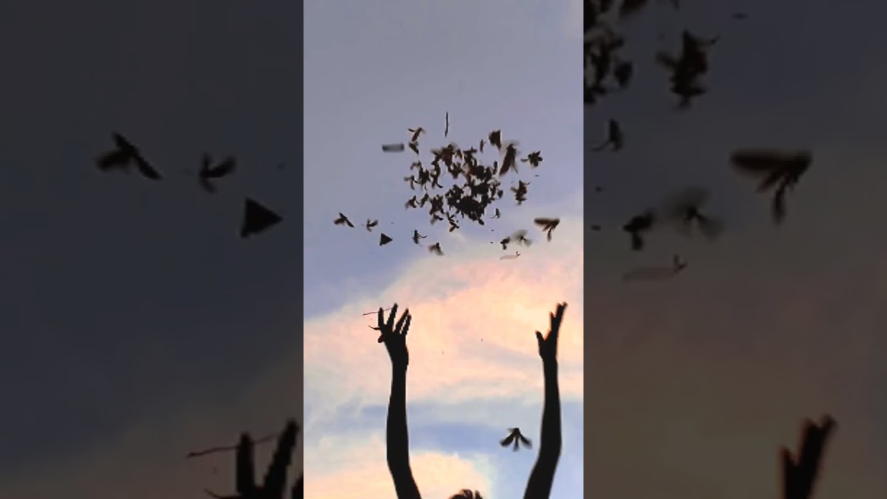 flying 🕊️ wow 😲😳😲 