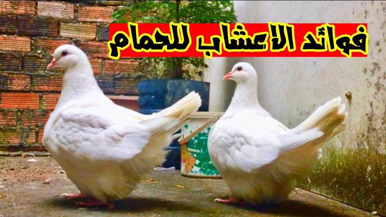 اقوي اعشاب للحمام لزيادة الانتاج والوقايه والعلاج من الامراض