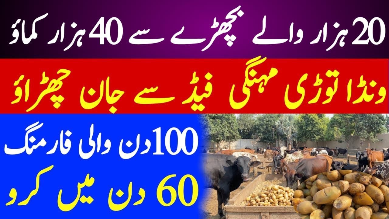 20 ہزار والے جانور سے 50 ہزار کماوآلو پر جانوروں کی فارمنگ کرو اور پیسے ڈبل کماؤ۔ 