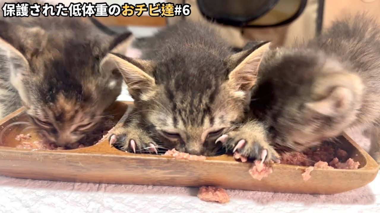 初めてのウェットフードに埋もれていく子猫