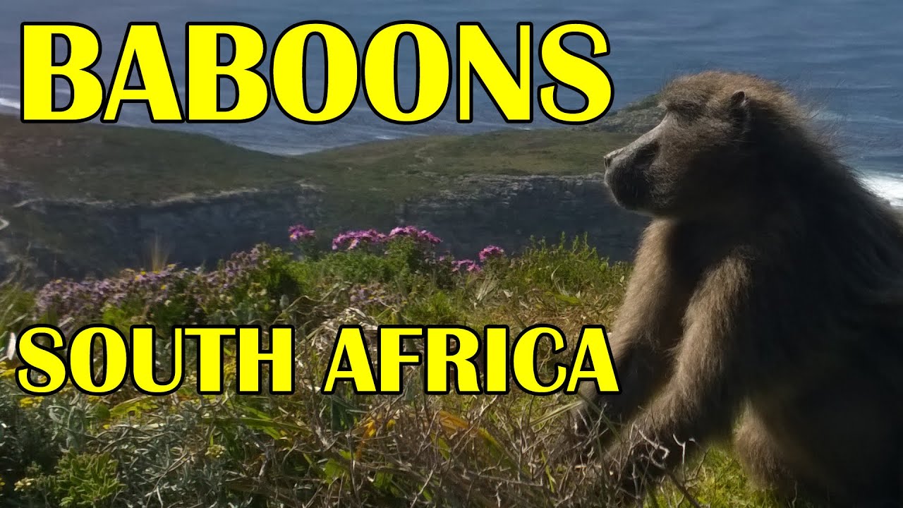 BABOONS IN SOUTH AFRICA at Cape Point
