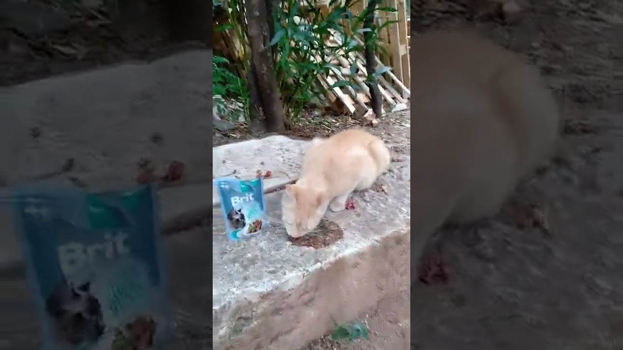 Hamile anne kedi eskisine g&ouml;re artık daha &ccedil;ok yemek istiyor 🐾🐈#cat #mačka #momcat #kitten