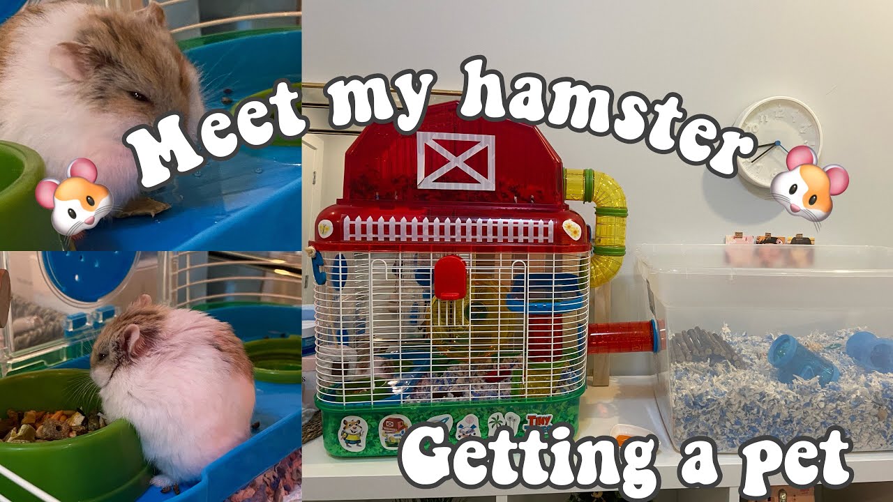 🐹 getting a pet hamster :)