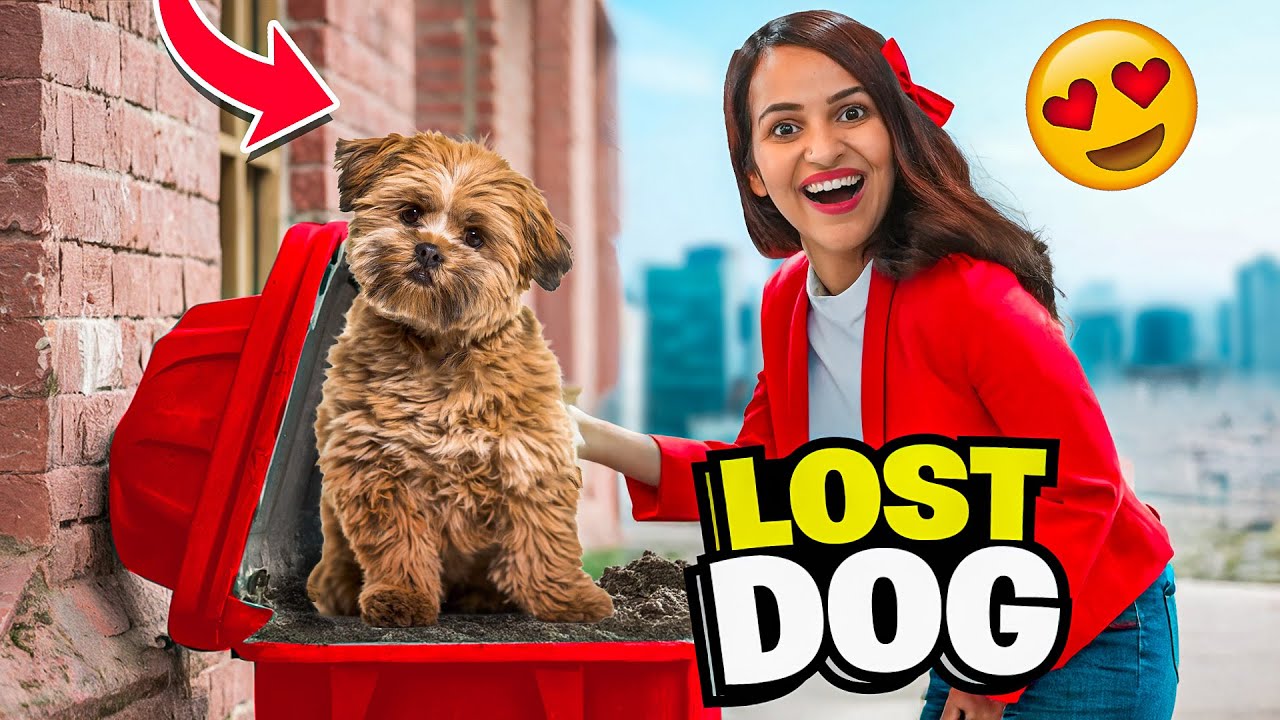 Мы нашли ПОТЕРЯННУЮ СОБАКУ перед нашим ДОМОМ