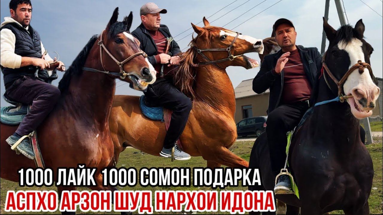 Лайка мон Шер тағо аспҳо арзон нархои идона 18 марта 2026 г.