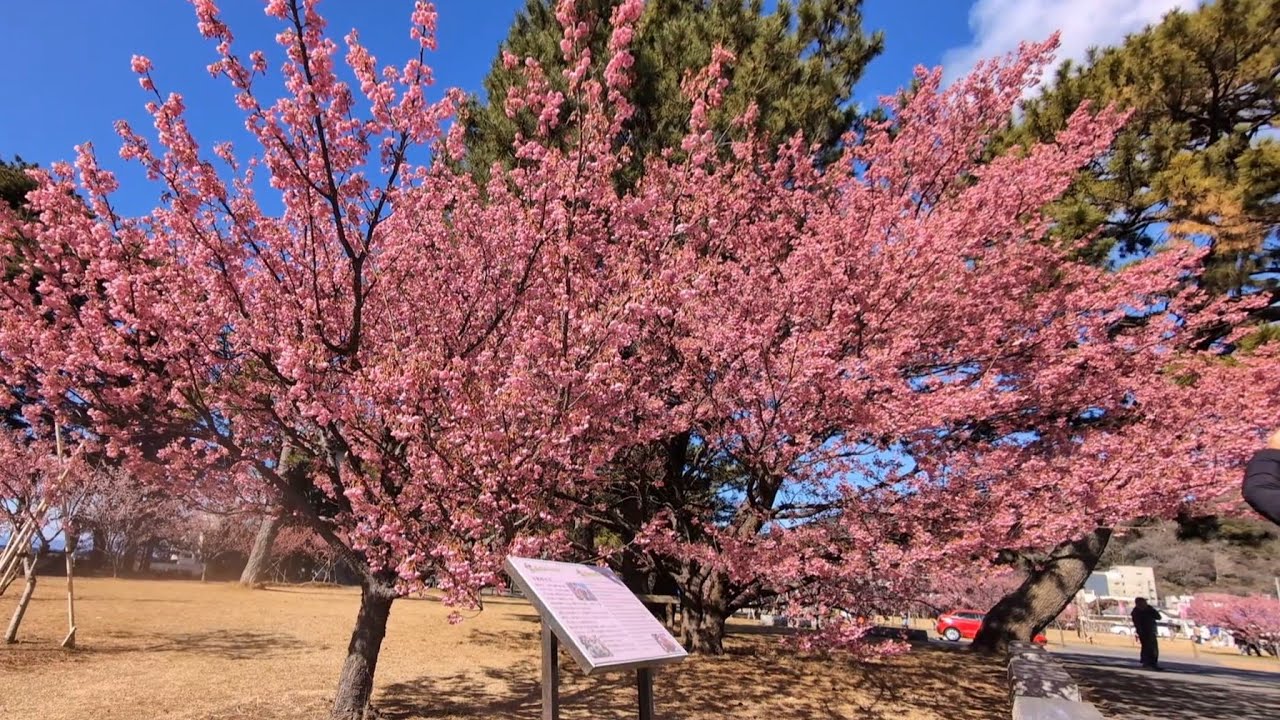 【土肥桜まつり2026】静岡県伊豆市土肥にある松原公園🌸ここには日本で最も早咲きの桜「土肥桜」が満開でした🌸テレ朝 グッドモーニングの依田司さんも行きました!2月の中旬位まで楽しめます😊是非行ってみて