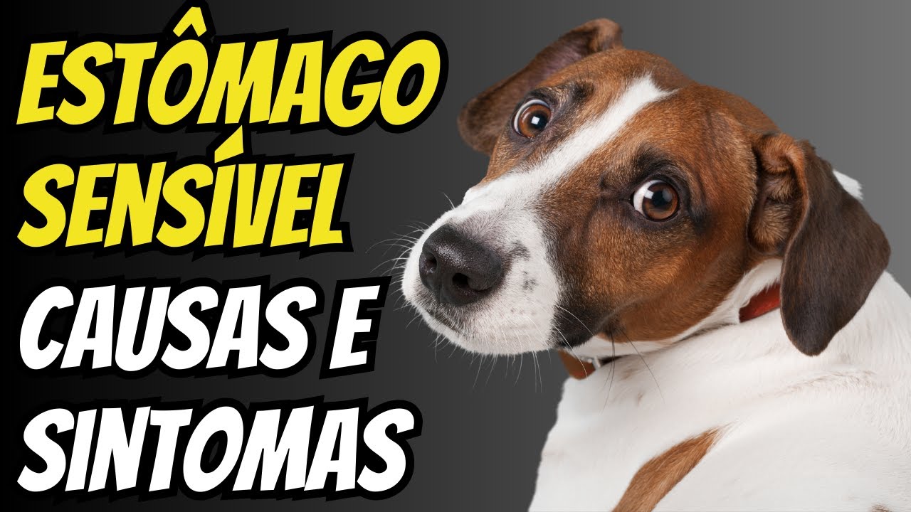 Cachorro com Problemas de Est&ocirc;mago: Sintomas e causas