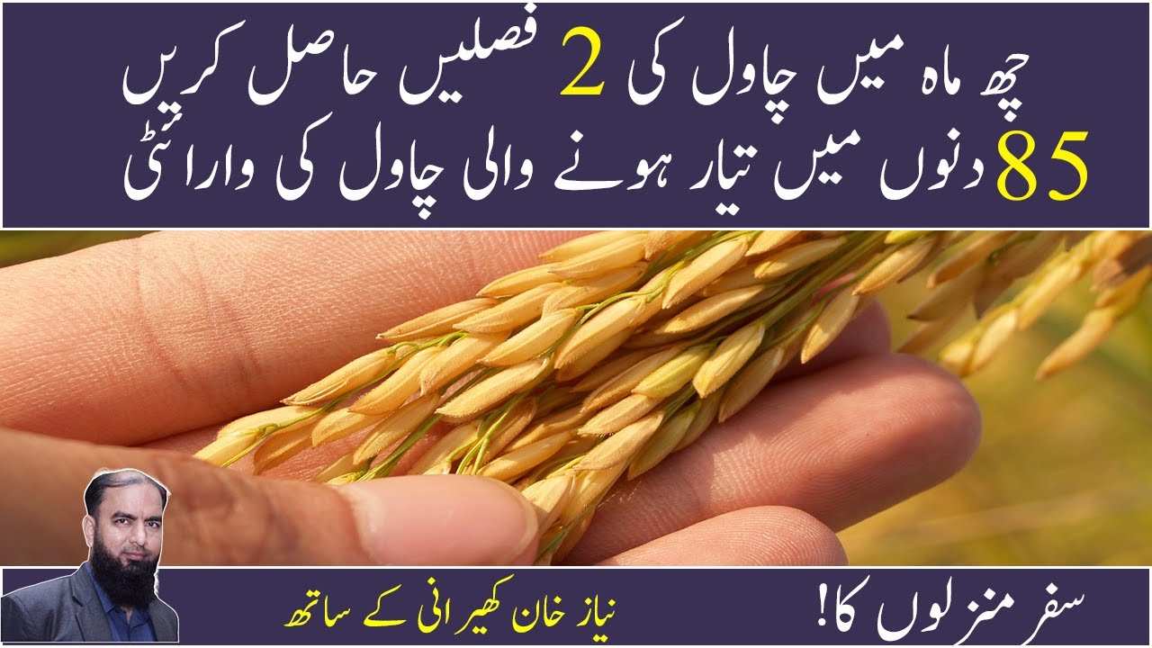 Basmati 1692 rice paddy Improved variety in Pakistan Advanced Farming in Pakistan Niaz khan kherani