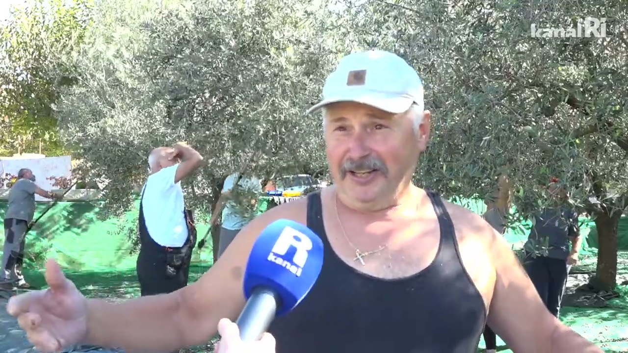 Berba maslina kod obitelji Milčetić u Bogovićima