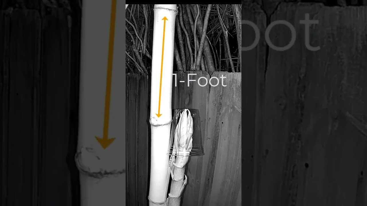 How fast does bamboo grow in a day