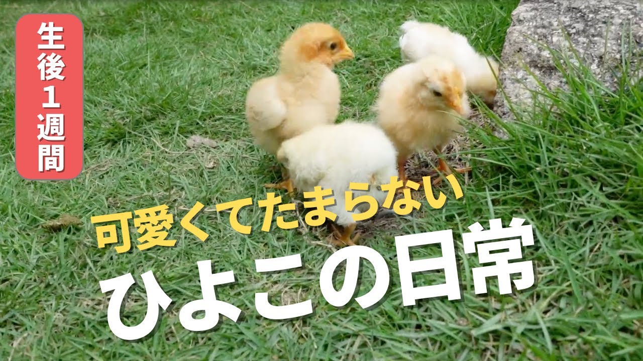 【生後１週間】ひよこの日常　４羽仲良くお庭を散歩したり、追いかけっこしたり