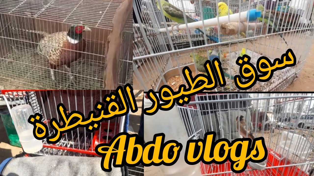 سوق طيور القنيطره الاحد 4 فبراير.. جوله رائعه في سوق طيور قنيطره مرحبا بالجميع ولا تنسوا الاشتراك👍👉