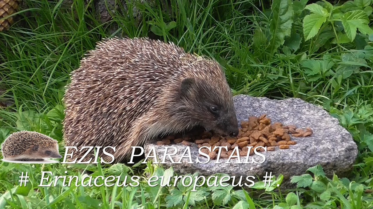 Dzīvnieki / Animals :  EIROPAS EZIS  vai PARASTAIS EZIS /Erinaceus europaeus/.  Vakars, tumsa...4K