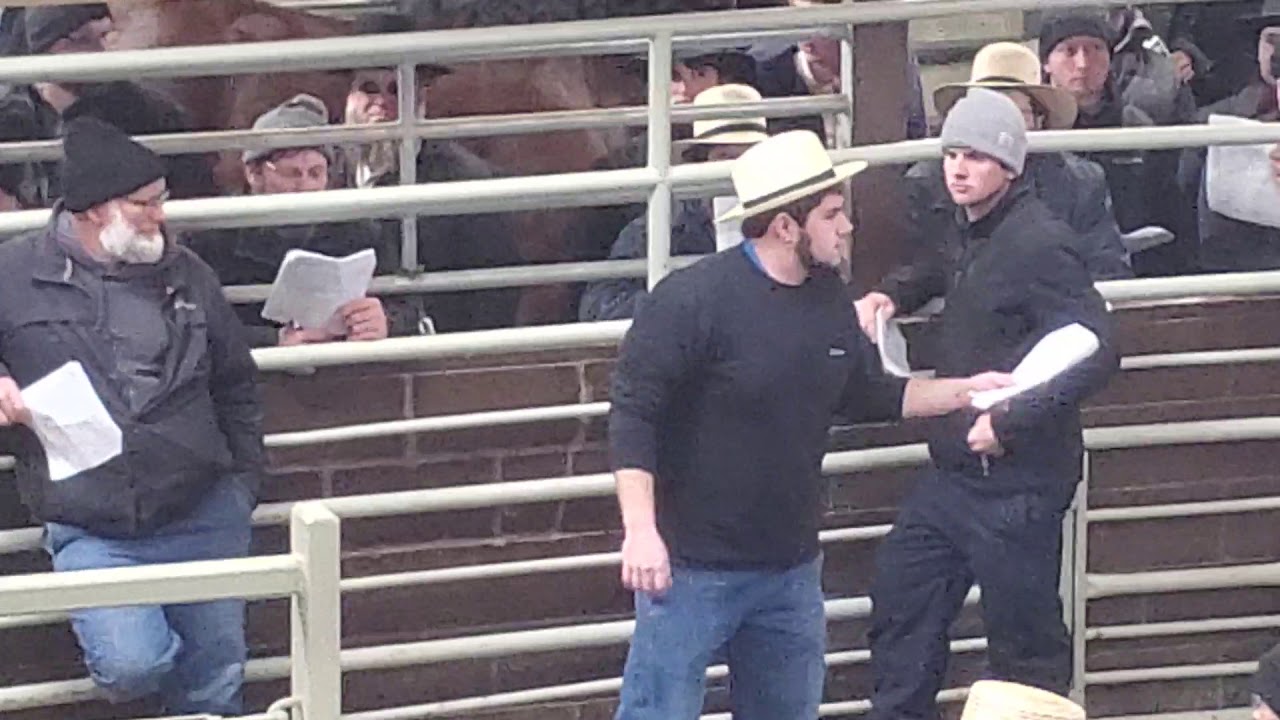 The Saturday  buggy horse sale.