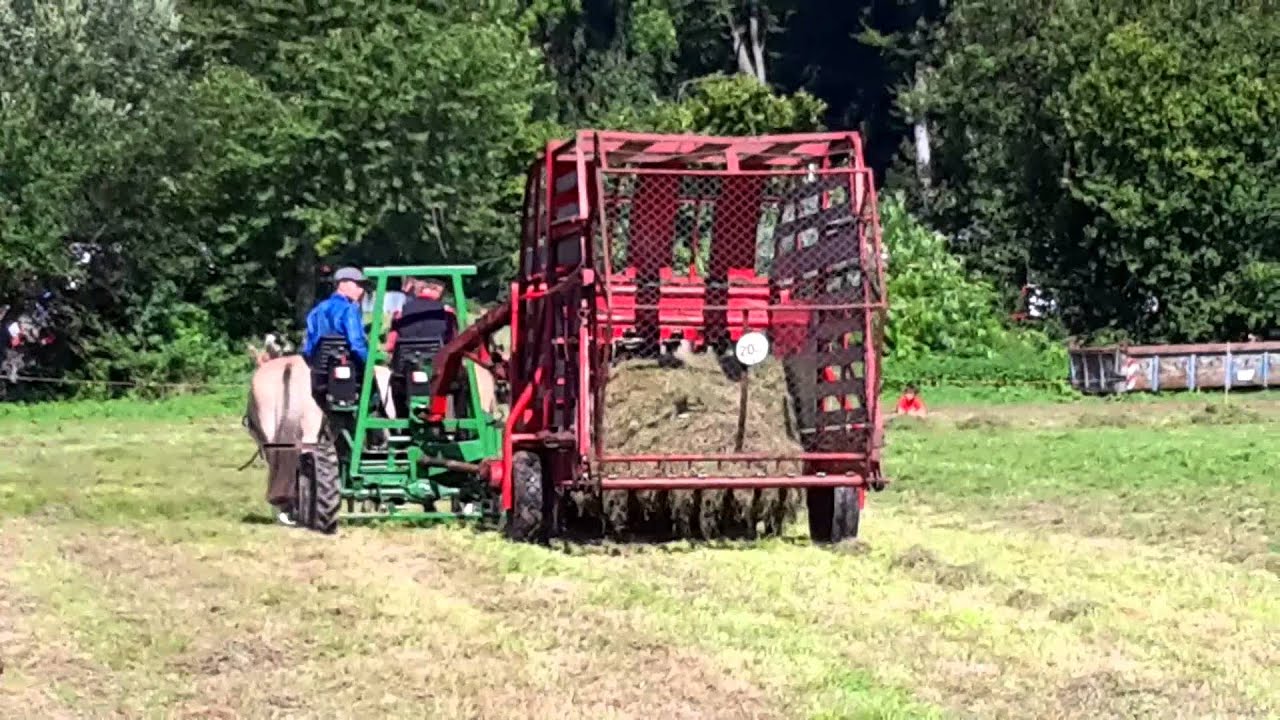 PferdeStark 2015: Heuernte mit Ladewagen und Fjordpferden