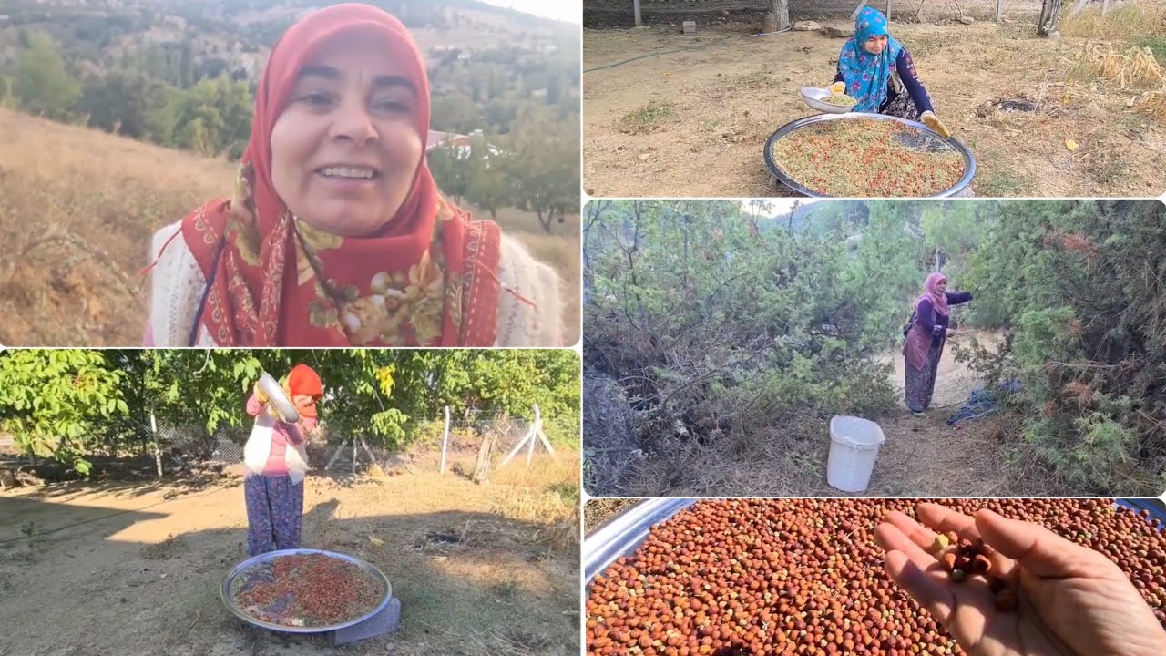 KÖTÜ KOLESTEROLÜ DÜŞÜREN, TOKSİNLERİ ATTIRAN, DOĞADA MUCİZEVİ ŞİFA DEPOSU BİLİNEN ARDIÇ TOHUMU 💯