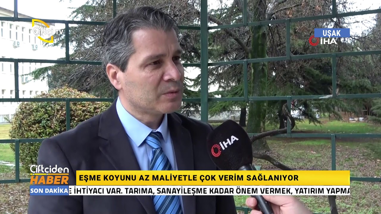 Eşme koyunu az maliyetle çok verim sağlıyor