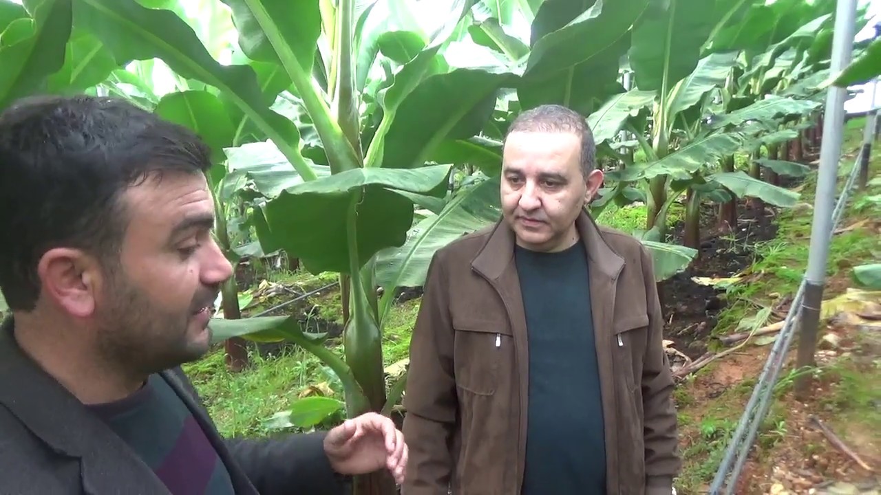 Gazipaşa - Muz Serası - Muz Fidesi Gelişimi - Sert Toprak Sorununun Çözümü - Yeni Sera