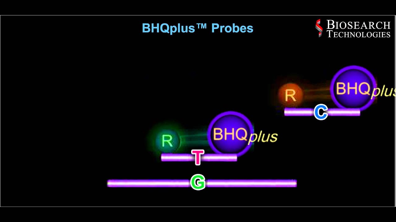 qPCR Probe Animation Video