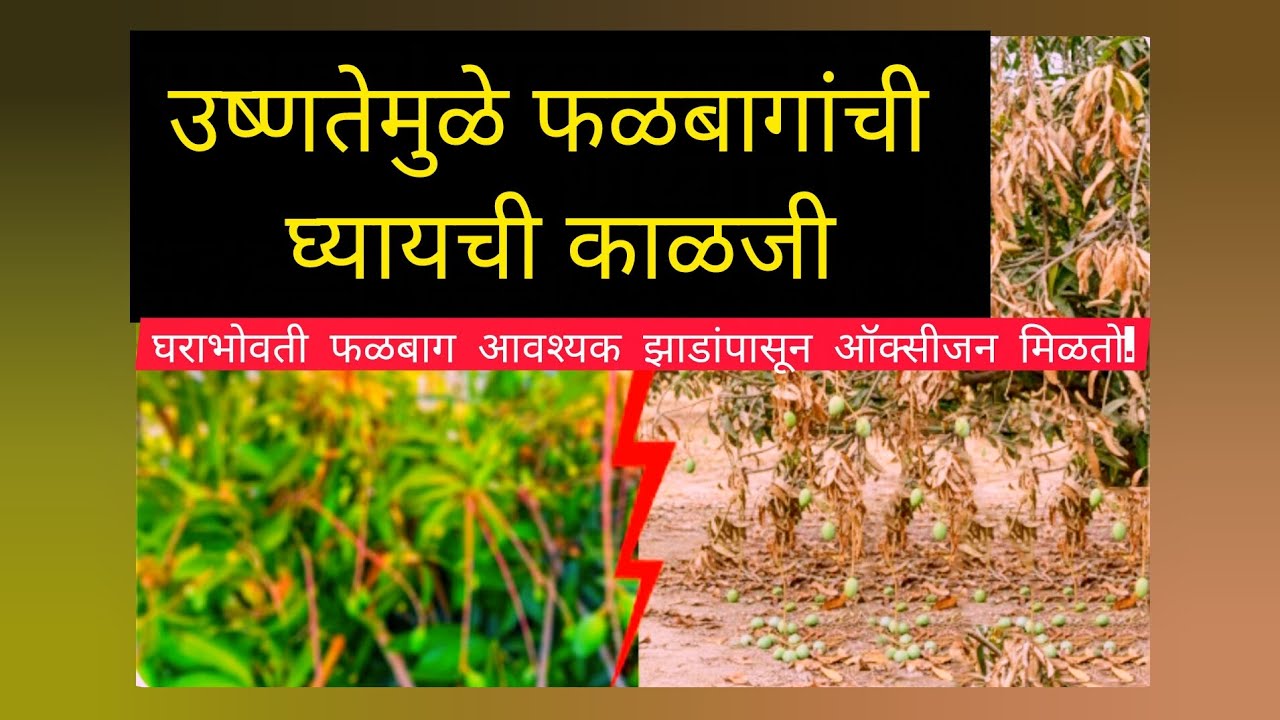 🌱🌱 उष्णतेमुळे फळबागांची घ्यावयाची काळजी 🌱🌱