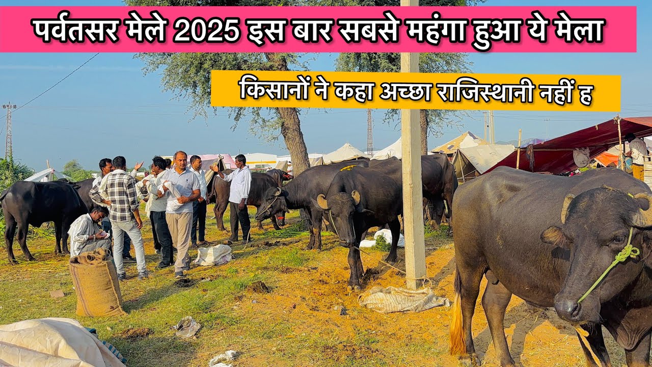 राजिस्थान का प्रसिद्ध पर्वतसर मेला 2025हमारे up के भाइयो ने कहा अच्छा पशु नहीं मेले के पूरी जानकारी 